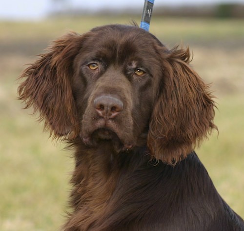 Front view head shot of a large brown dog with longer hair onher soft ears that hang down to the sides and light brown eyes outside with a grassy background.